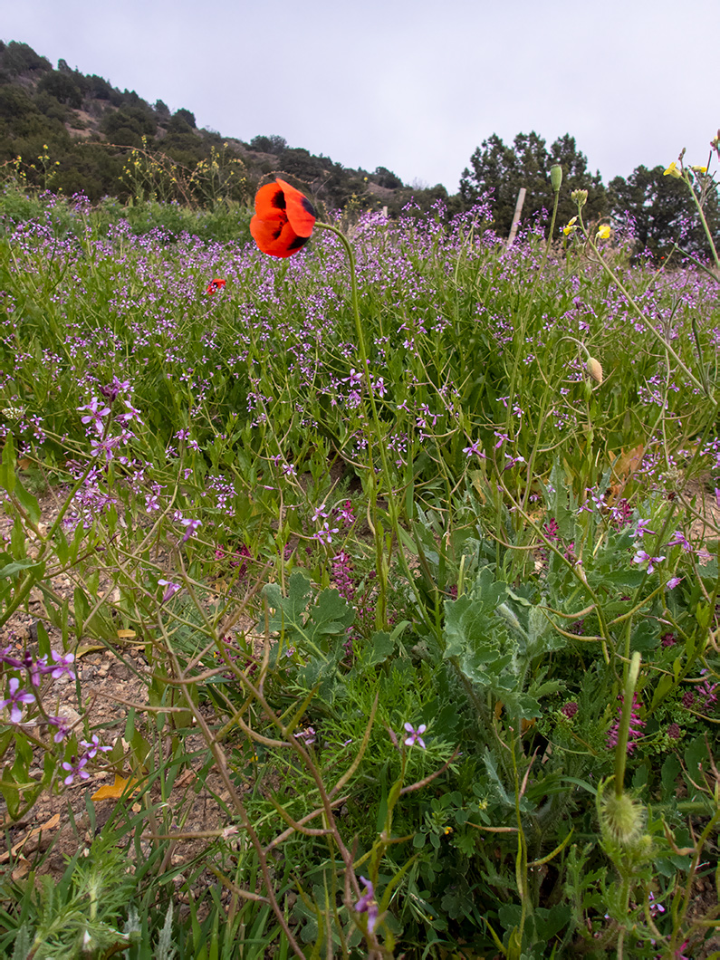 Image of Papaver stevenianum specimen.