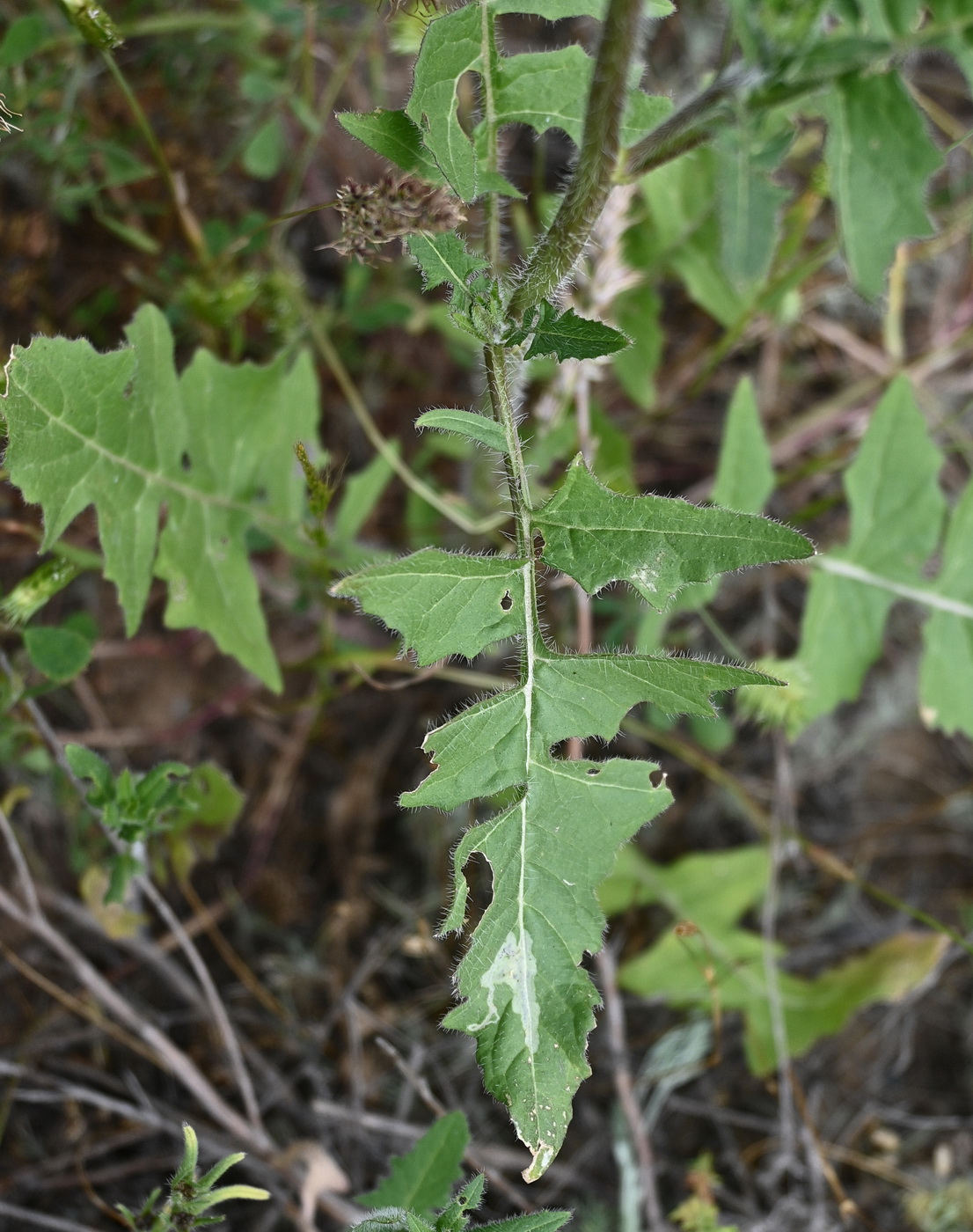 Изображение особи Sisymbrium loeselii.