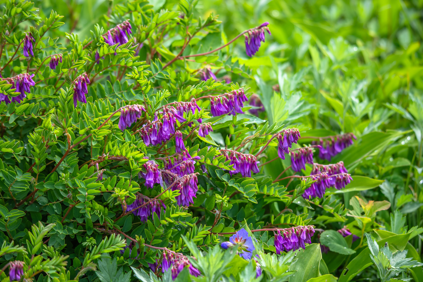 Изображение особи Hedysarum branthii.