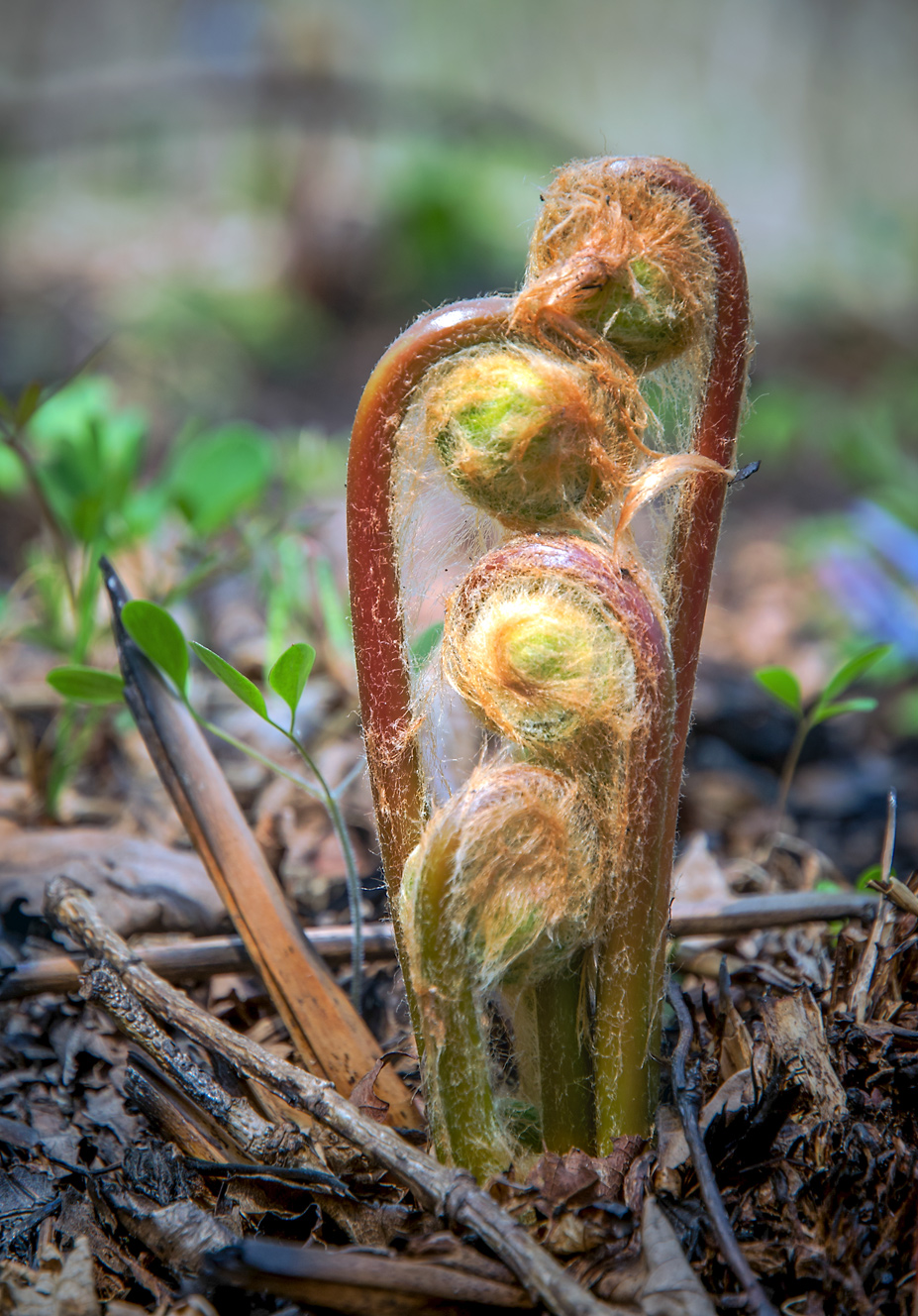 Изображение особи Osmundastrum asiaticum.