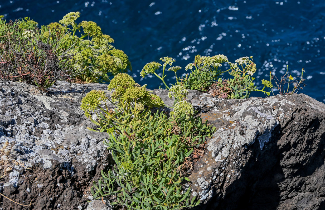 Изображение особи Crithmum maritimum.
