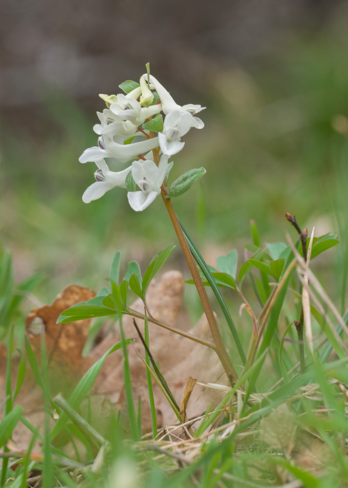 Изображение особи род Corydalis.