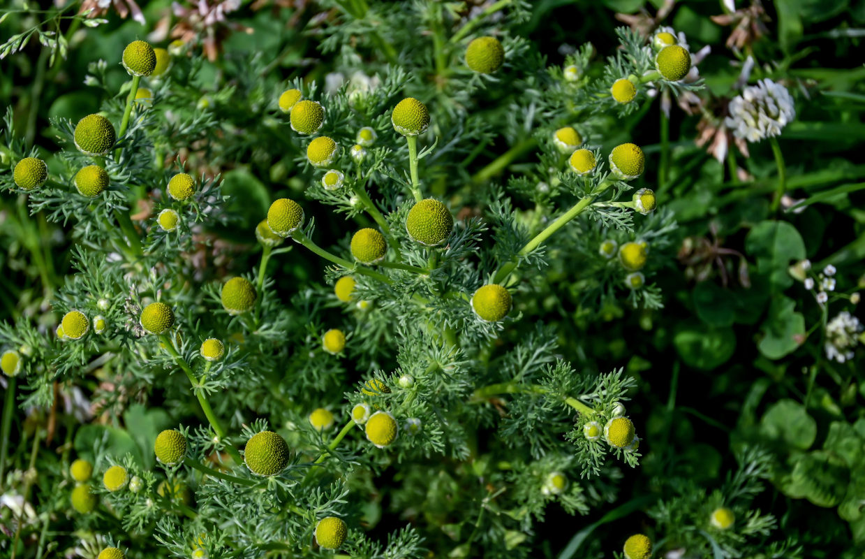 Изображение особи Matricaria discoidea.