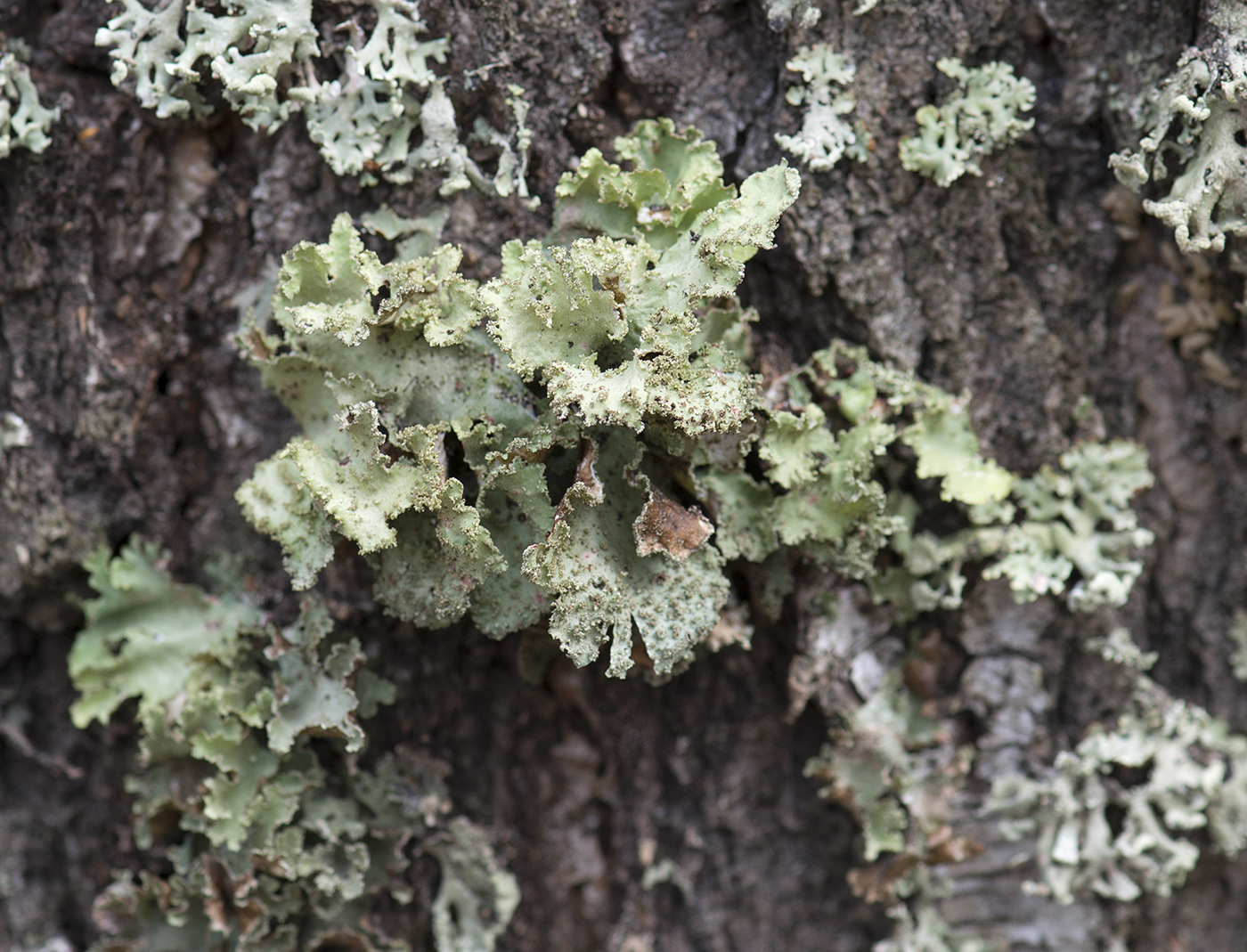 Image of Platismatia glauca specimen.