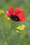 genus Papaver