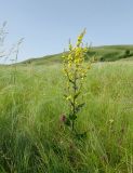 род Verbascum