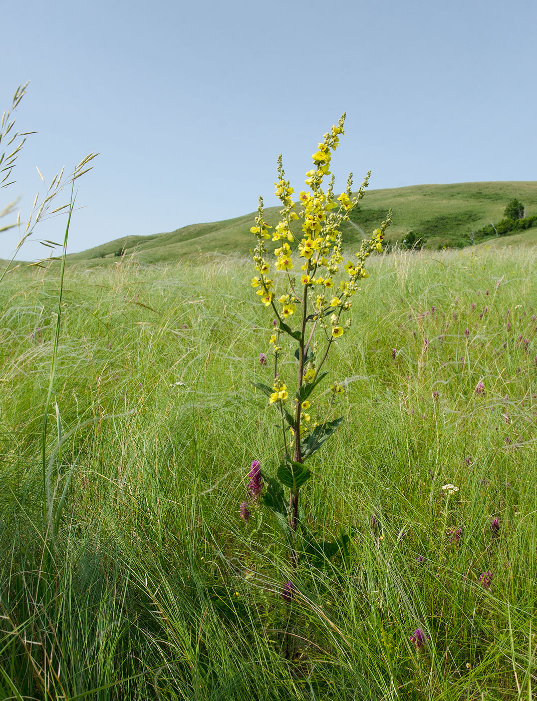 Image of genus Verbascum specimen.