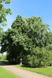 Aesculus hippocastanum. Цветущие взрослые деревья (на переднем плане - куст Berberis vulgaris). Санкт-Петербург, Кировский р-н, в уличном озеленении. 02.06.2026.