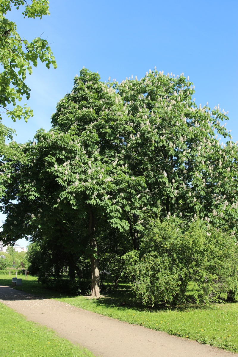 Image of Aesculus hippocastanum specimen.
