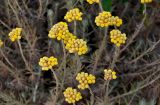 Helichrysum stoechas. Верхушки побегов с соцветиями. Португалия, округ Бежа, дол. р. Мира, опушка эвкалиптовой рощи, каменистый участок склона. 06.06.2026.