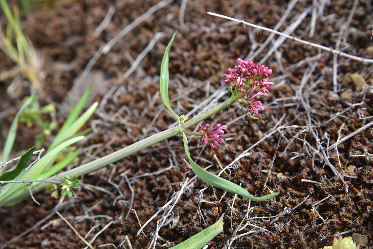 Image of Centranthus longiflorus specimen.