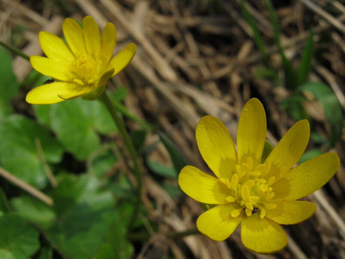 Image of Ficaria verna specimen.