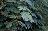 Ficus carica