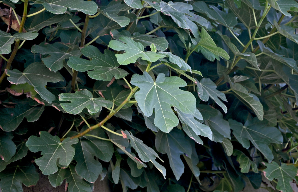 Image of Ficus carica specimen.
