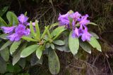 Rhododendron ponticum. Верхушки побегов с цветками. Турция, ил Артвин, правый борт ущелья р. Копрусу, напротив монастыря Парехи, хвойный лес (Picea orientalis и рододендрон). 12 июня 2026 г.