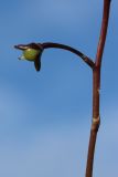 Image of taxon representative. Author is Дмитрий Орешкин
