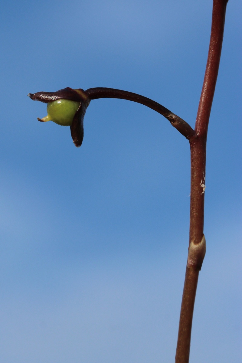 Image of genus Utricularia specimen.