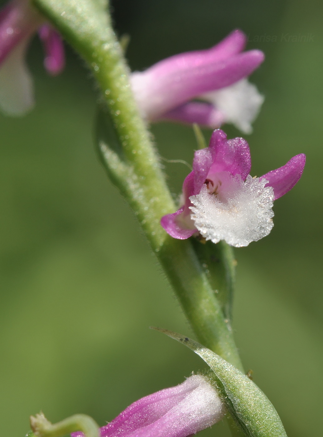 Image of Spiranthes australis specimen.