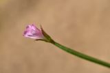 unknown species. Верхушка расцветающего растения. Турция, ил Артвин, окр. храма Отхта, луг. 13 июня 2026 г.