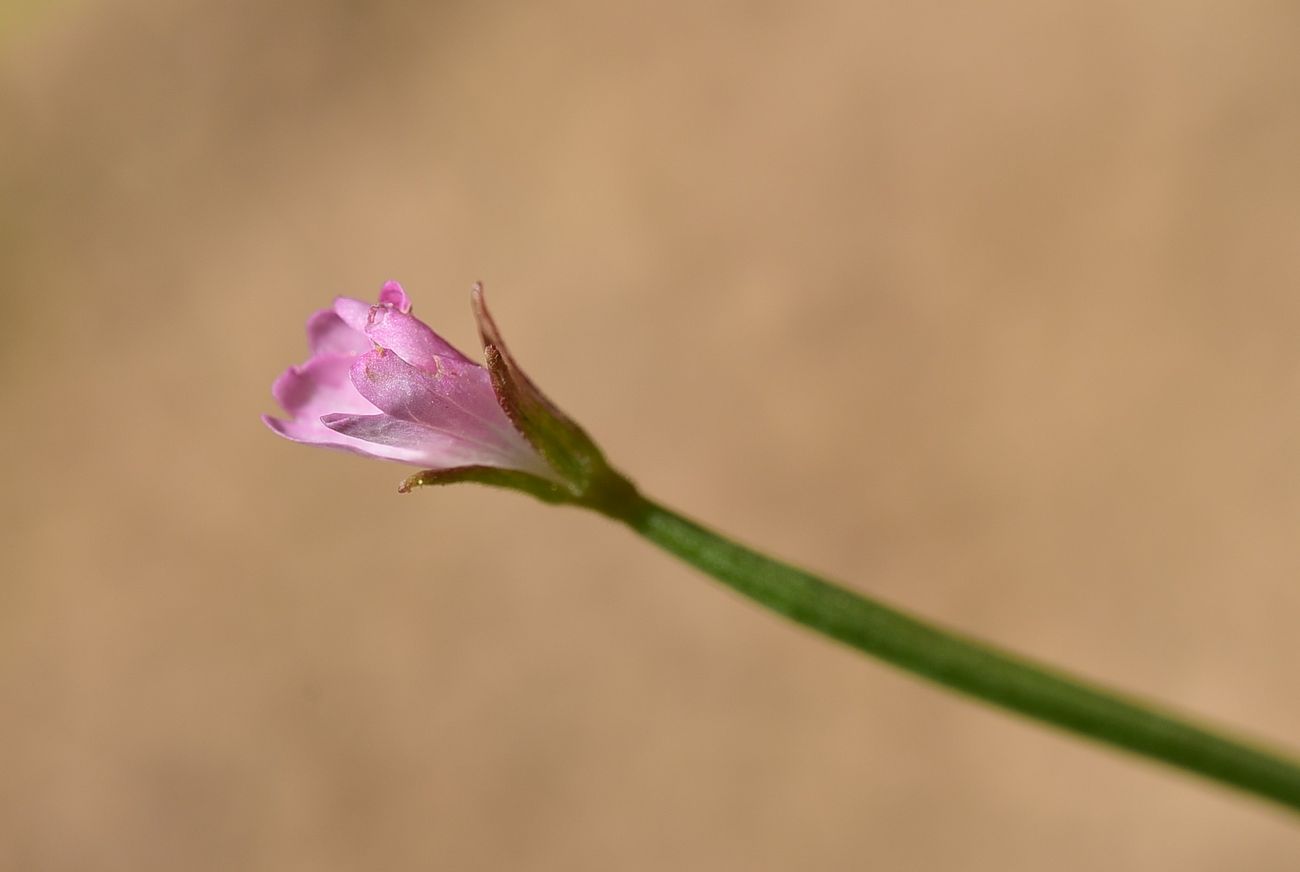Image of Unknown species specimen.