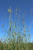 Phleum pratense. Верхушки отцветших растений. Беларусь, Витебская обл., окр. дер. Местечко, разнотравно-злаковый суходольный луг. 17.07.2026.