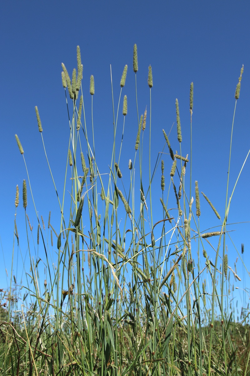 Image of Phleum pratense specimen.