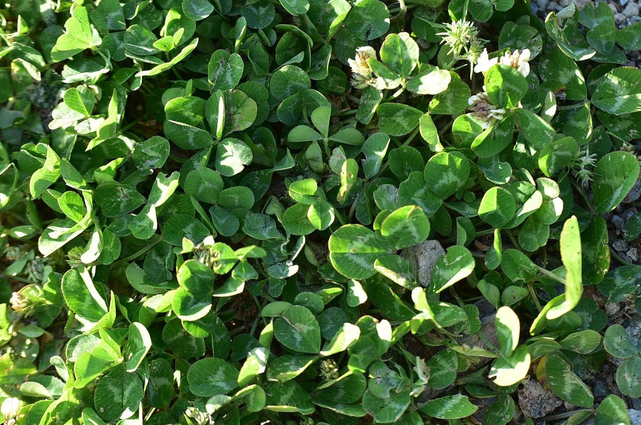 Image of Trifolium repens specimen.