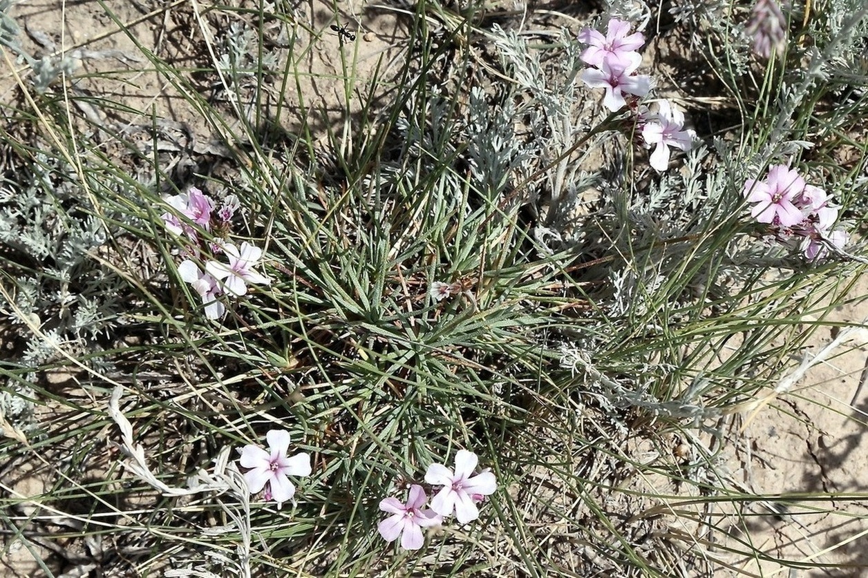Image of Acantholimon sackenii specimen.