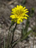 Scorzonera austriaca