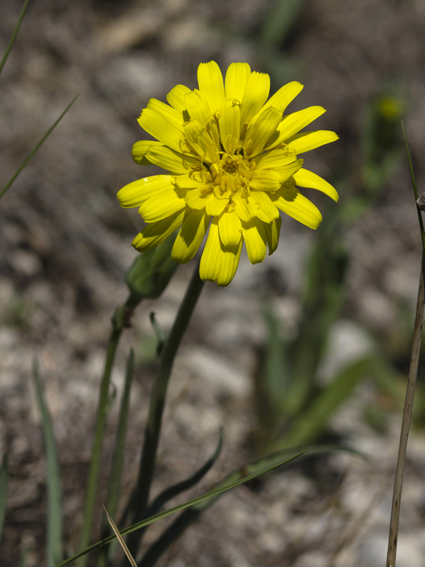 Изображение особи Scorzonera austriaca.