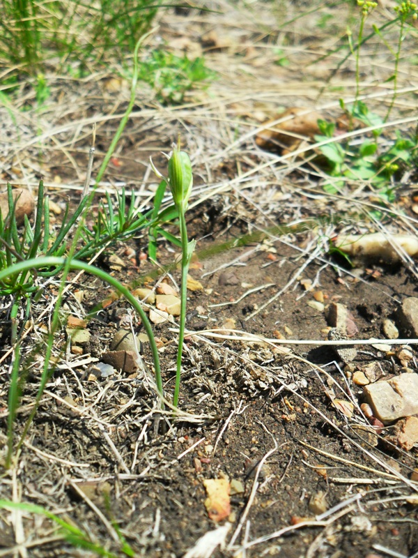 Image of Gagea pusilla specimen.