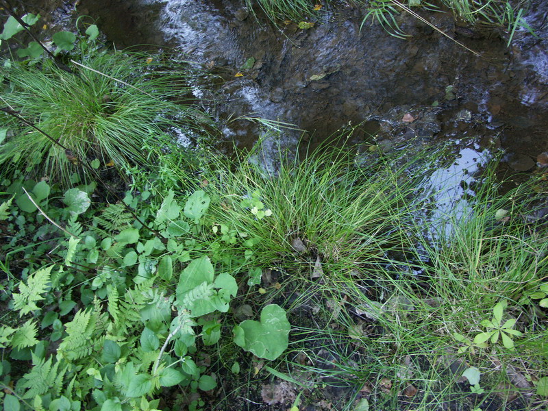 Image of Carex remota specimen.