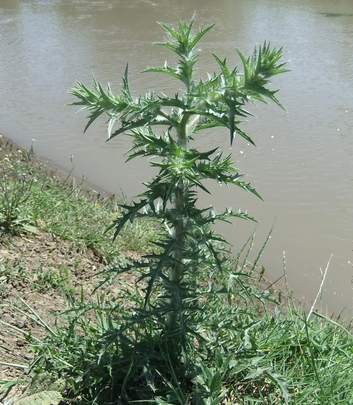 Image of Carthamus lanatus specimen.