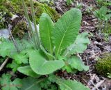 Primula macrocalyx. Нижняя часть цветущего растения. Крым, горы между Приветным и Белогорском, Чёртовы ворота. 12 мая 2011 г.