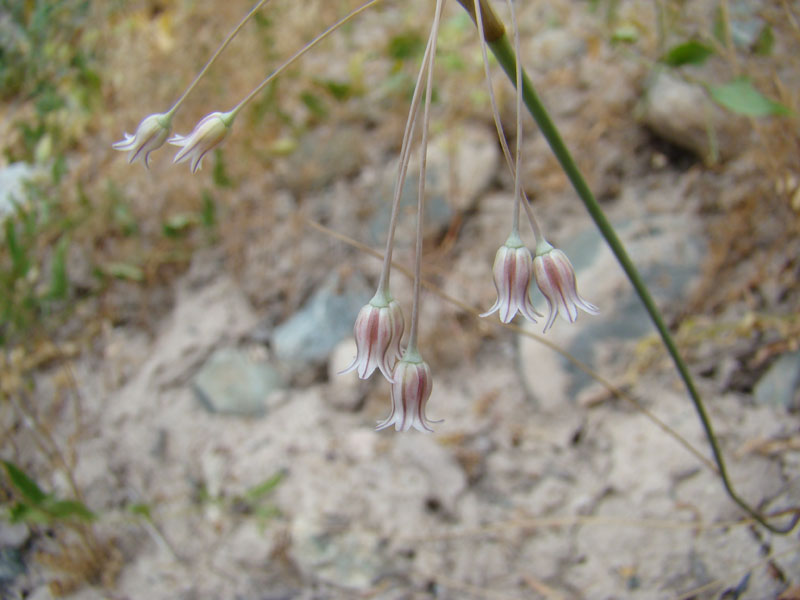 Image of Allium margaritae specimen.