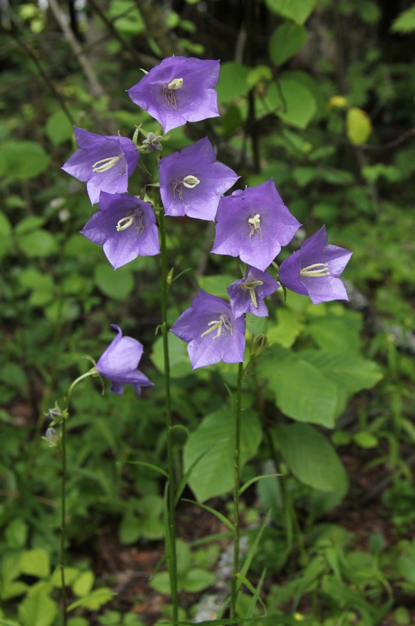 Image of Campanula persicifolia specimen.