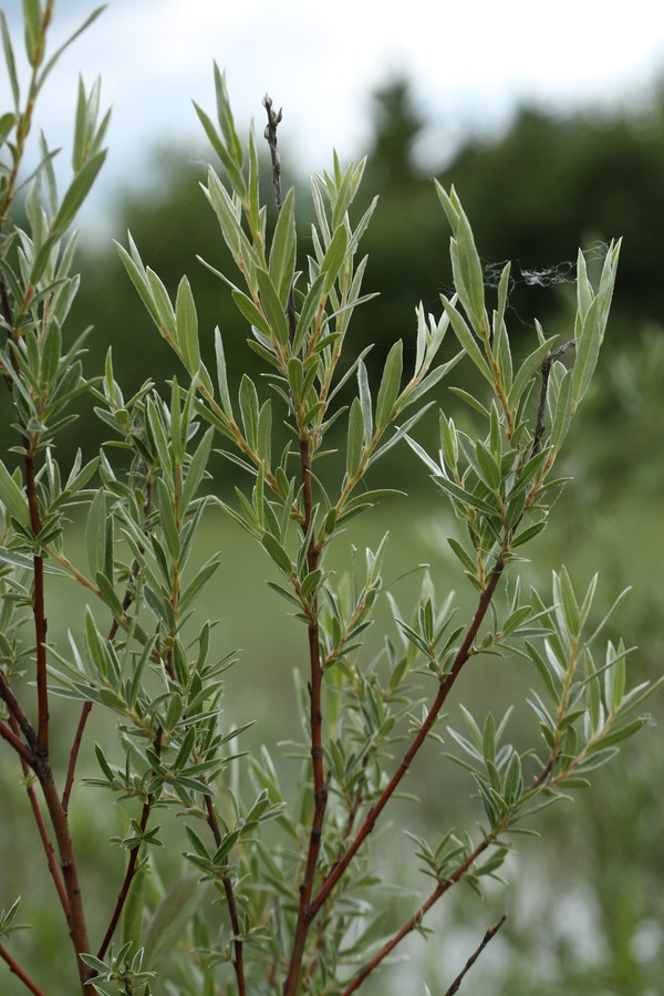 Изображение особи Salix rosmarinifolia.