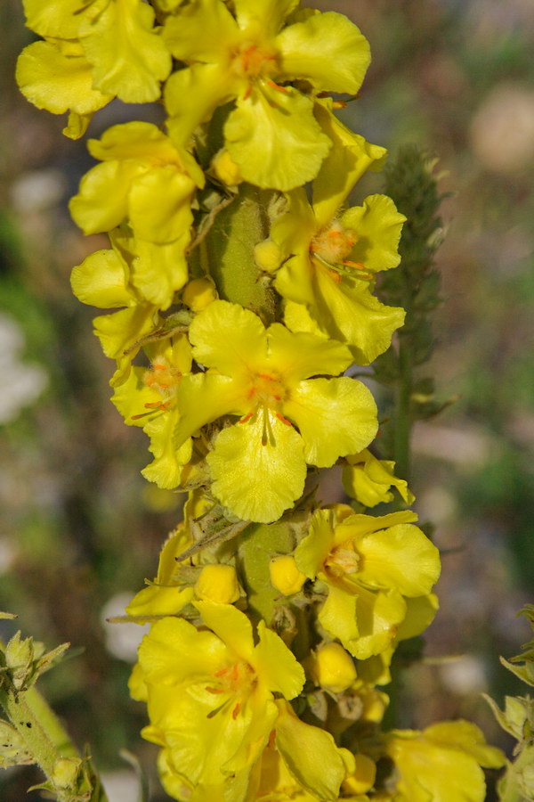 Изображение особи Verbascum phlomoides.