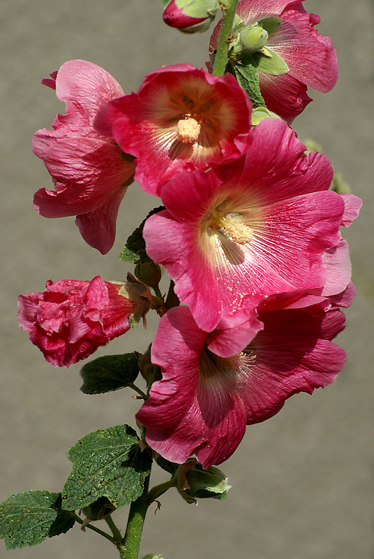 Изображение особи Alcea rosea.