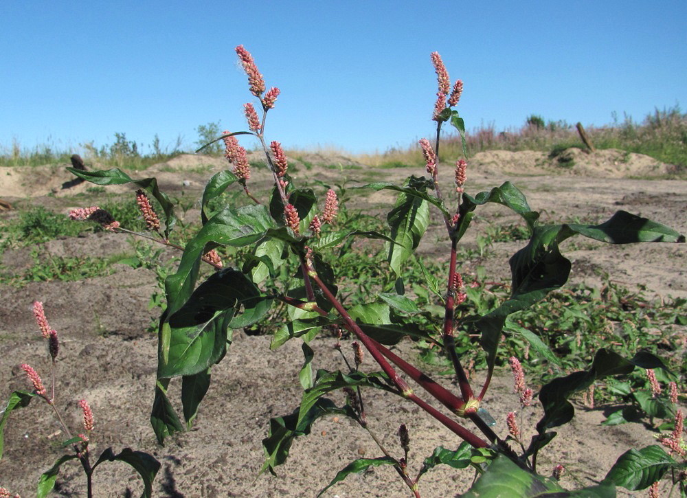 Изображение особи Persicaria lapathifolia.