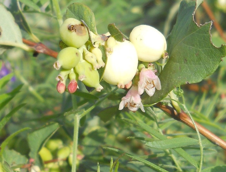 Image of Symphoricarpos albus var. laevigatus specimen.