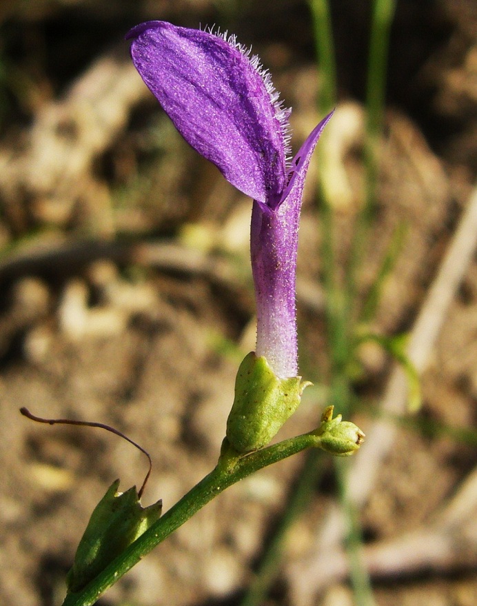 Image of Dodartia orientalis specimen.