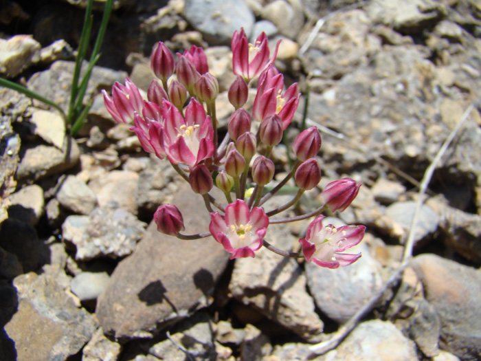 Изображение особи Allium spathulatum.