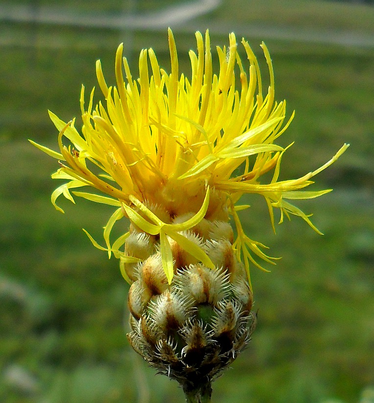 Изображение особи Centaurea orientalis.