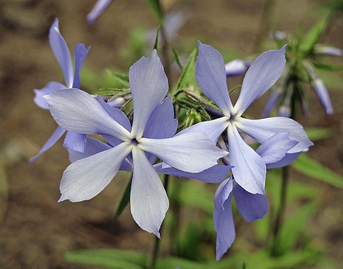 Изображение особи Phlox divaricata.