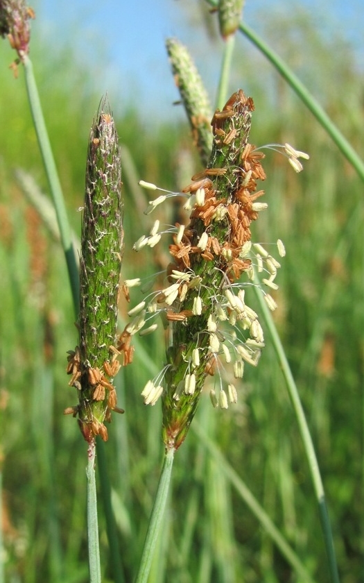 Изображение особи Alopecurus geniculatus.