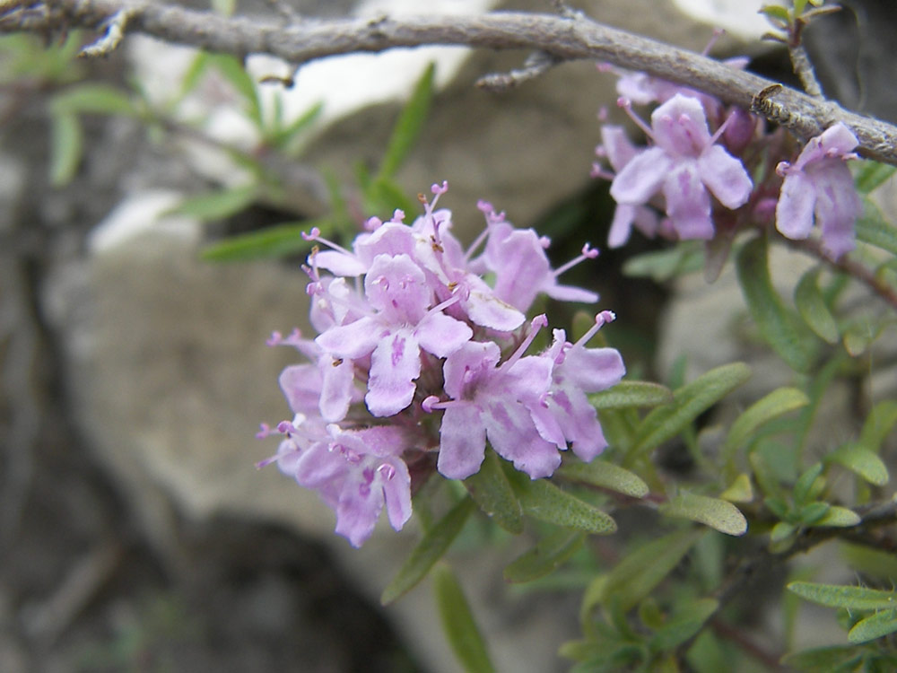 Изображение особи Thymus daghestanicus.