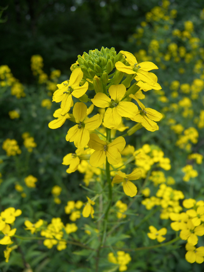 Изображение особи Erysimum aureum.