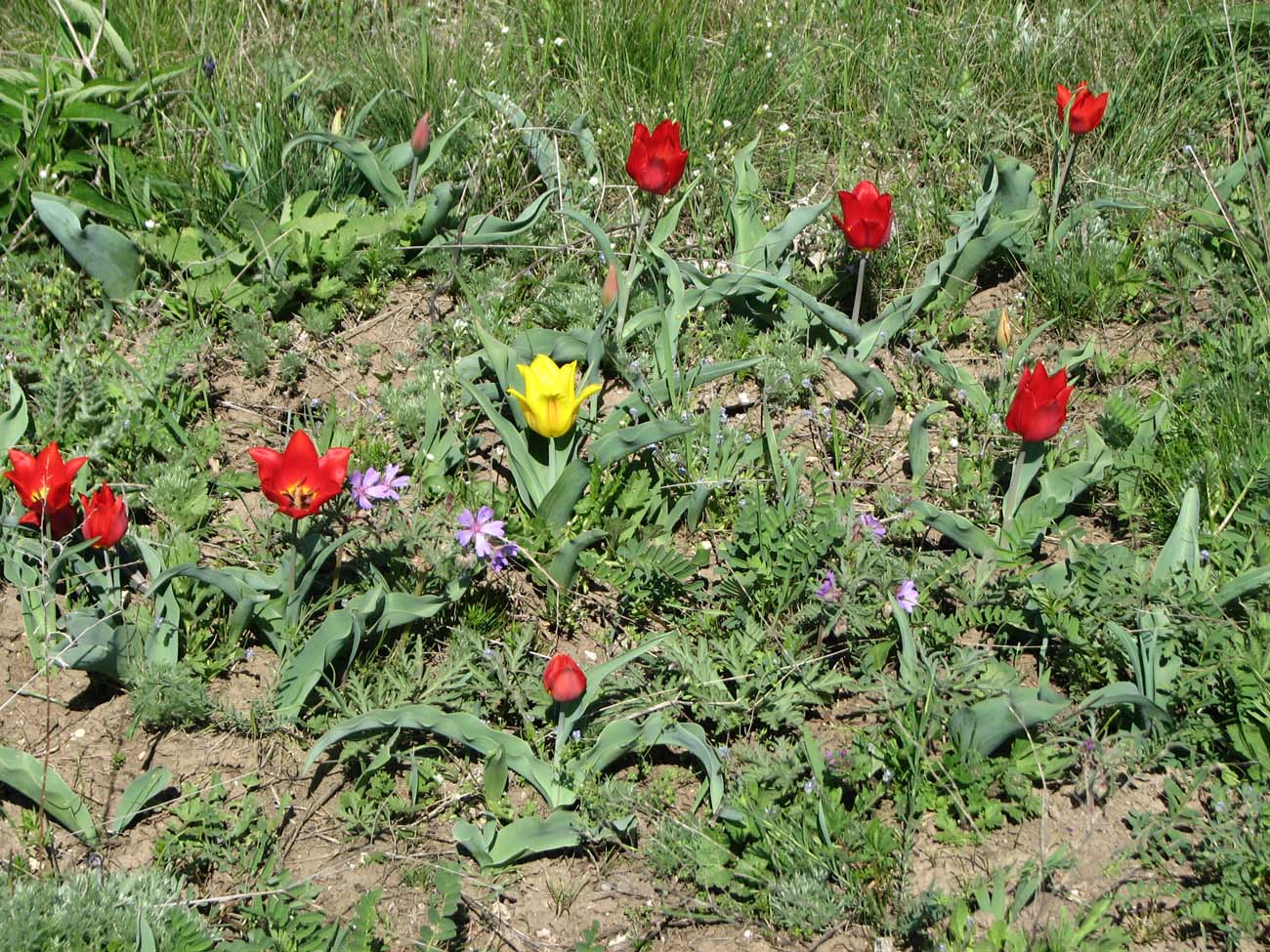 Изображение особи Tulipa suaveolens.