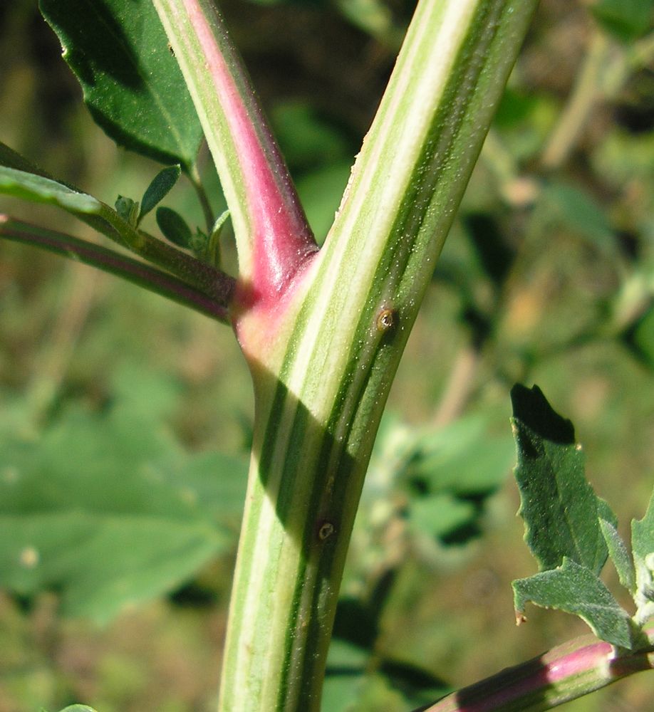 Изображение особи Chenopodium album.